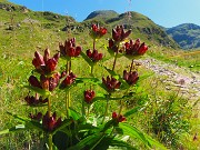 15 Gentiana purpurea (Genziana porporina)
